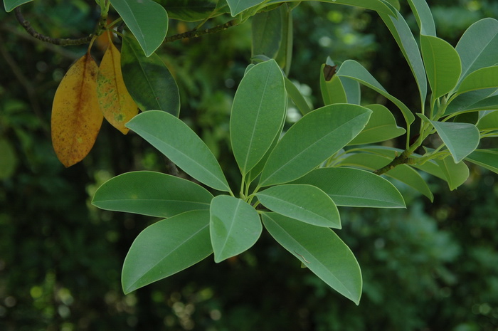 石碌含笑Michelia shiluensis