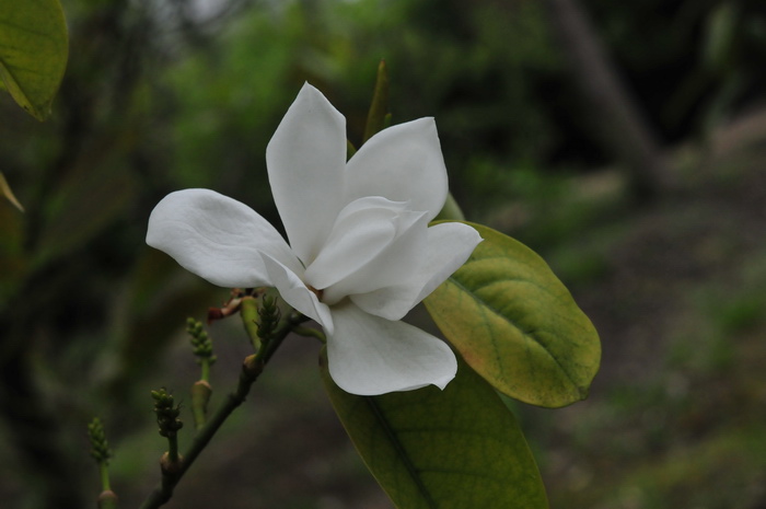 新含笑Michelia 'Xinhanxiao' 新含笑Michelia 'Xinhanxiao'