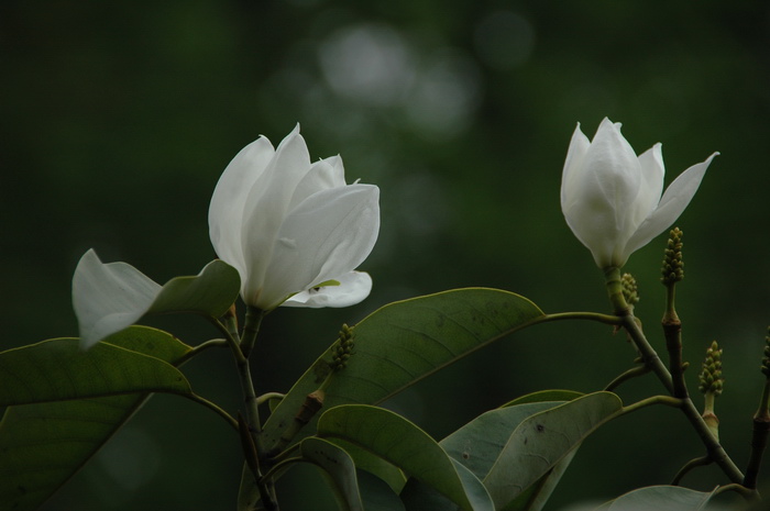 新含笑Michelia 'Xinhanxiao' 新含笑Michelia 'Xinhanxiao'