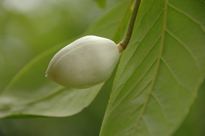 天女木兰Oyama sieboldii 天女木兰Oyama sieboldii