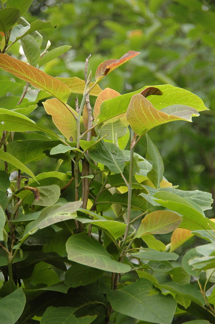 天女木兰Oyama sieboldii