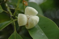 焕镛木Woonyoungia septentrionalis