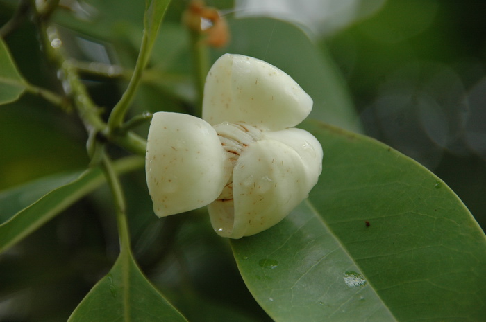 焕镛木Woonyoungia septentrionalis 焕镛木Woonyoungia septentrionalis