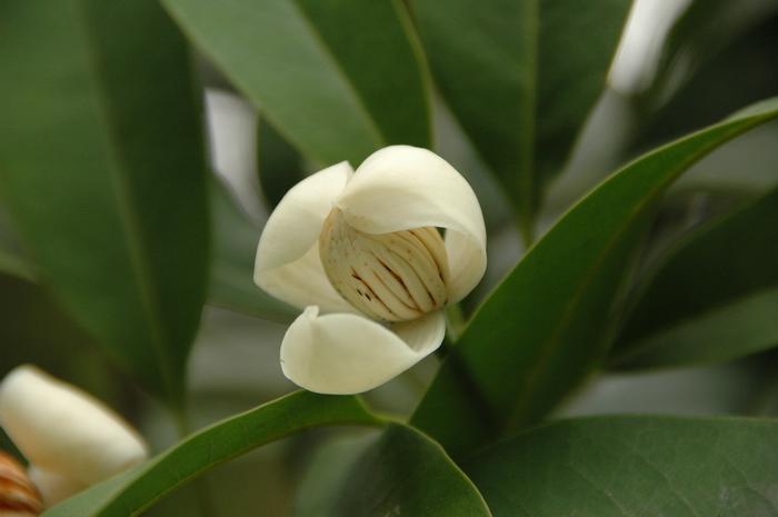 焕镛木Woonyoungia septentrionalis 焕镛木Woonyoungia septentrionalis
