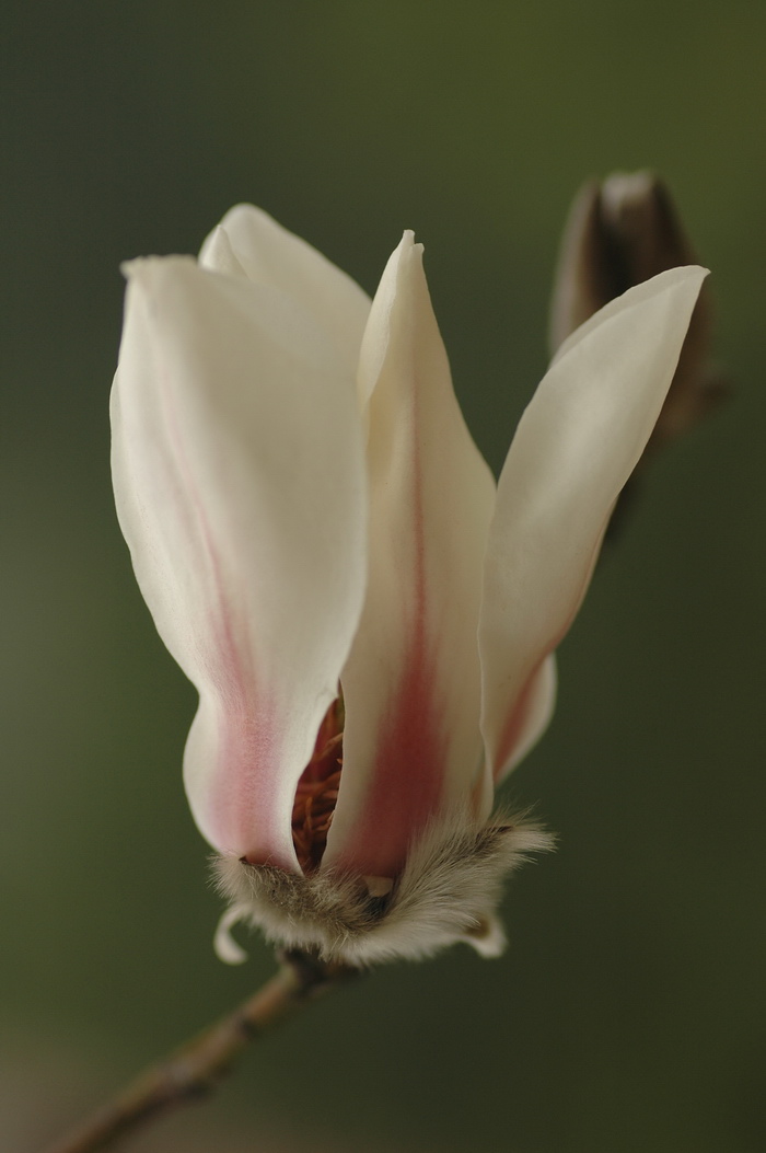 望春玉兰Yulania biondii 望春玉兰Yulania biondii