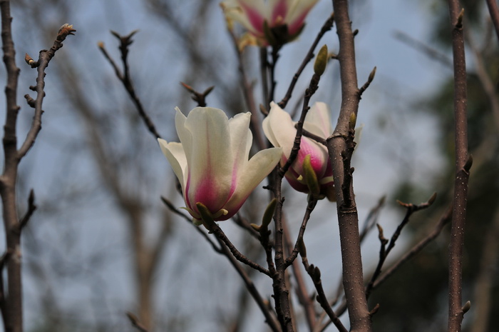 黄山玉兰Yulania cylindrica 黄山玉兰Yulania cylindrica