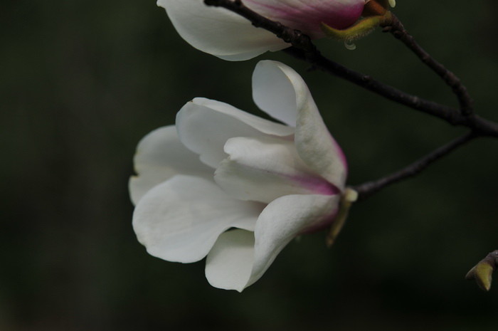 黄山玉兰Yulania cylindrica 黄山玉兰Yulania cylindrica