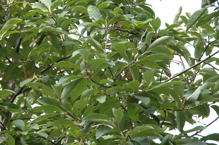 黄山玉兰Yulania cylindrica