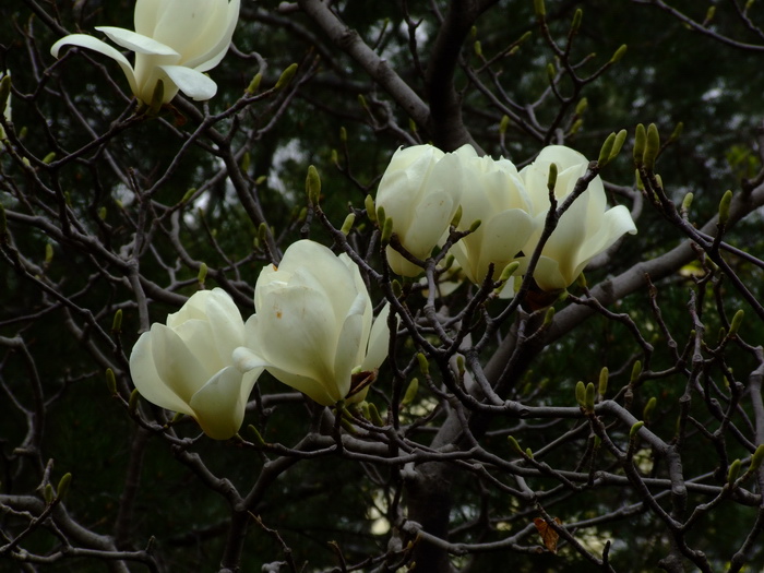 玉兰Yulania denudata 玉兰Yulania denudata