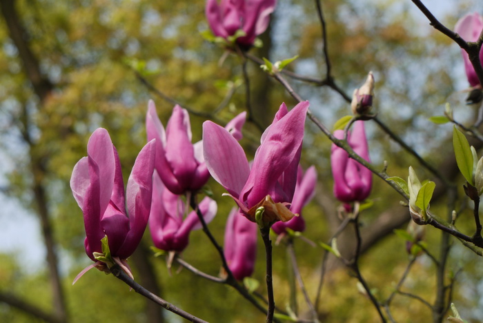 紫玉兰Yulania liliiflora 紫玉兰Yulania liliiflora