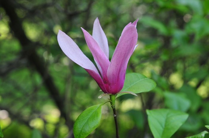 紫玉兰Yulania liliiflora 紫玉兰Yulania liliiflora