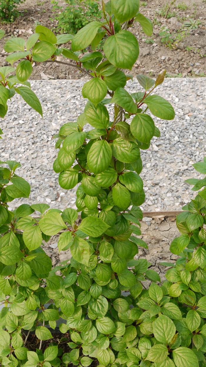 华中五味子Schisandra sphenanthera