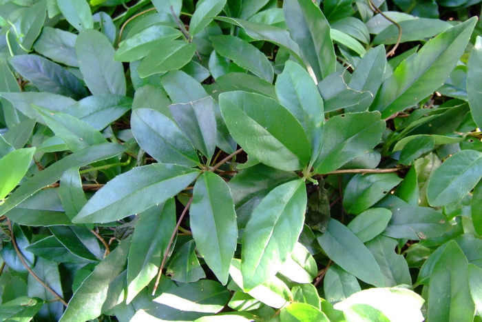 异形南五味子Kadsura heteroclita 异形南五味子Kadsura heteroclita