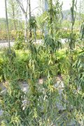 五味子Schisandra chinensis