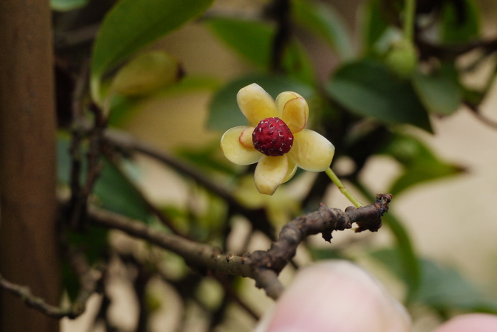 粤五味子Schisandra longipes 粤五味子Schisandra longipes