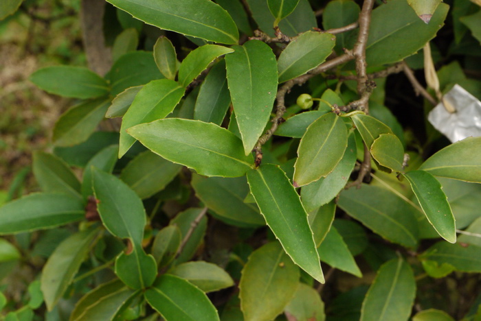粤五味子Schisandra longipes