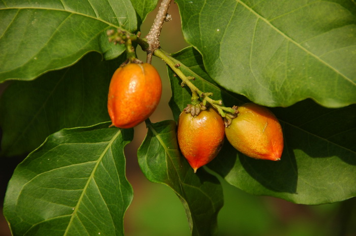 杏黄林咖啡Bunchosia armeniaca