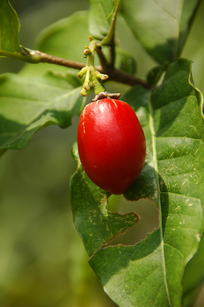 杏黄林咖啡Bunchosia armeniaca