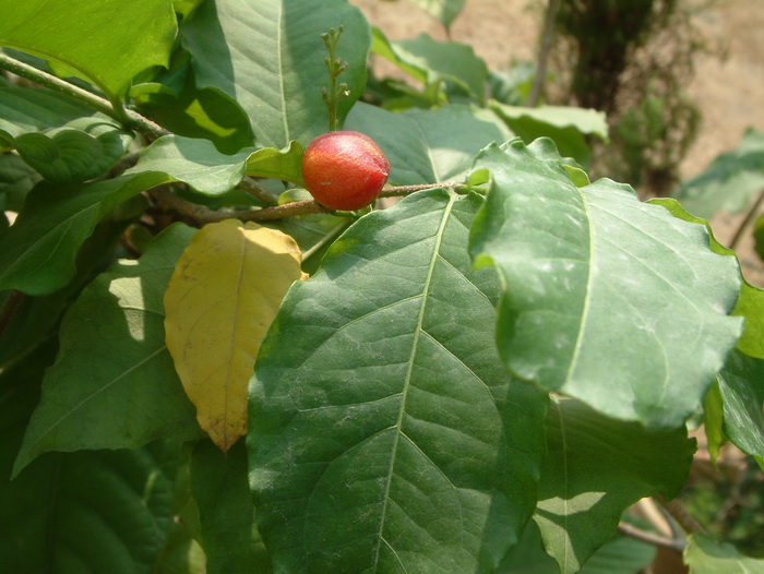 杏黄林咖啡Bunchosia armeniaca