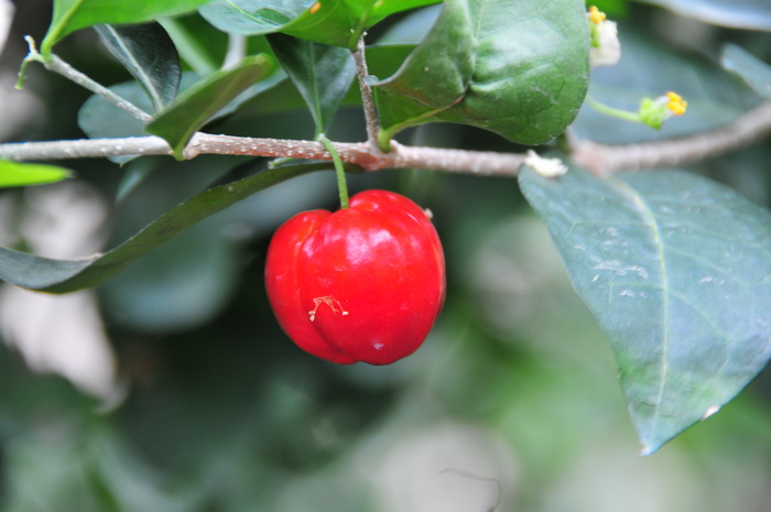 西印度樱桃Malpighia glabra 西印度樱桃Malpighia glabra