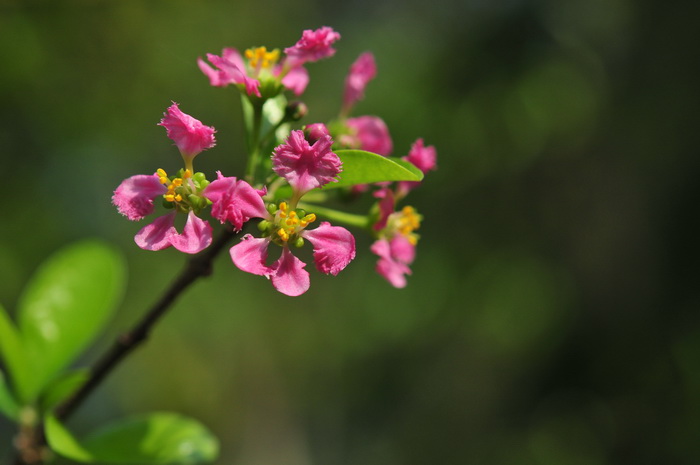 西印度樱桃Malpighia glabra 西印度樱桃Malpighia glabra