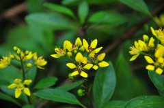 金英Thryallis gracilis