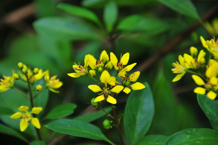金英Thryallis gracilis 金英Thryallis gracilis