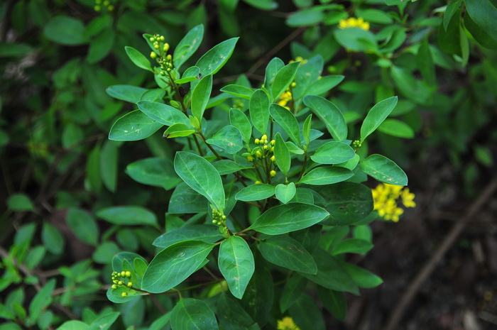金英Thryallis gracilis 金英Thryallis gracilis