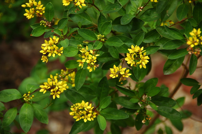 金英Thryallis gracilis 金英Thryallis gracilis