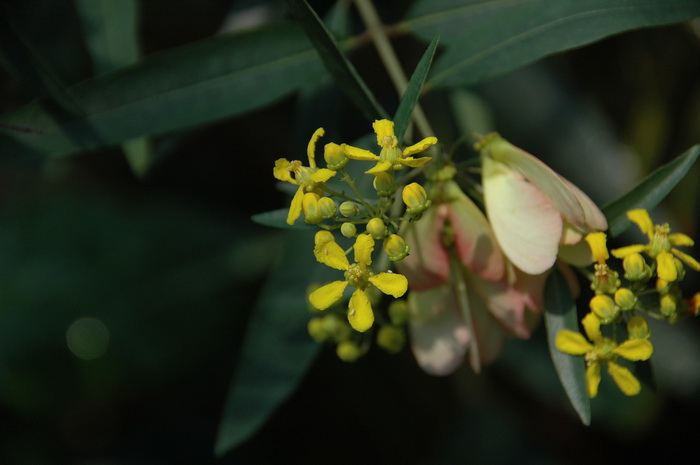 狭叶异翅藤Heteropterys glabra 狭叶异翅藤Heteropterys glabra