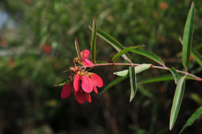 狭叶异翅藤Heteropterys glabra