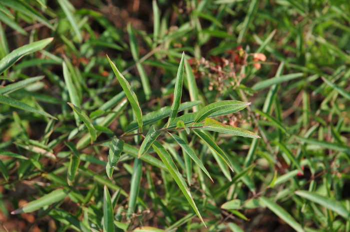 狭叶异翅藤Heteropterys glabra 狭叶异翅藤Heteropterys glabra