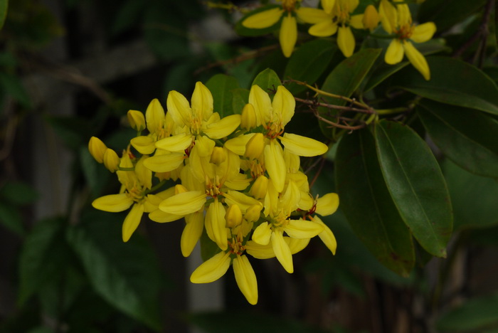 星果藤Tristellateia australasiae 星果藤Tristellateia australasiae