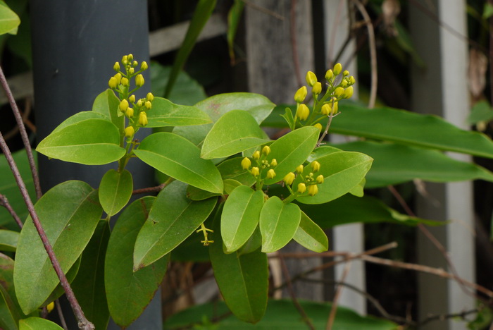 星果藤Tristellateia australasiae 星果藤Tristellateia australasiae