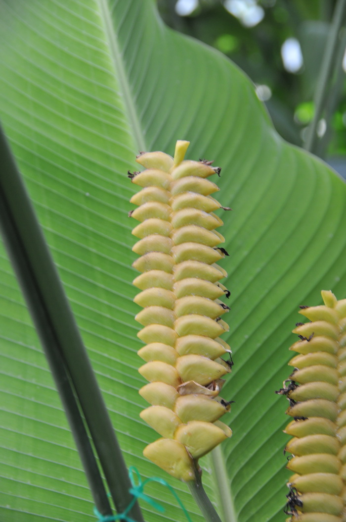 黄花竹芋Calathea crotalifera 黄花竹芋Calathea crotalifera