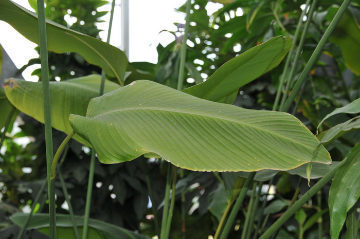 黄花竹芋Calathea crotalifera