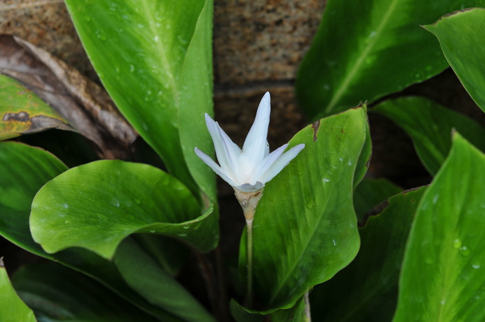 罗氏竹芋Calathea loeseneri 罗氏竹芋Calathea loeseneri