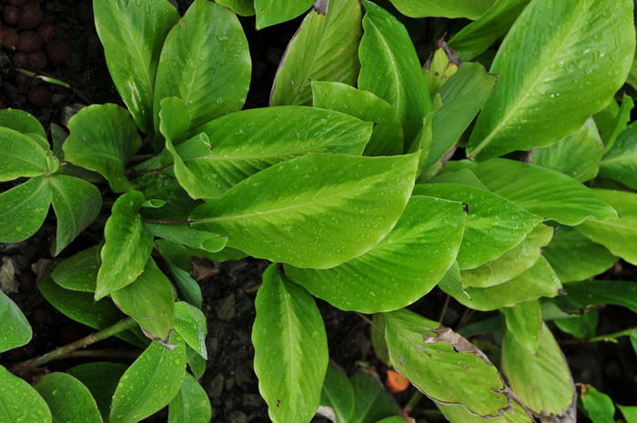 罗氏竹芋Calathea loeseneri