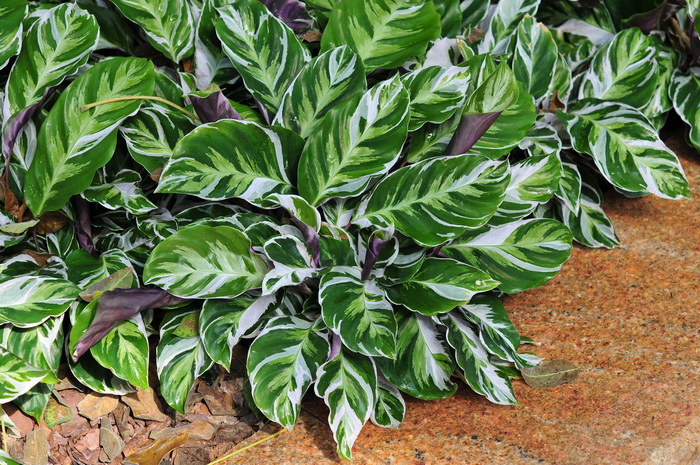 帝王罗氏竹芋Calathea louisae ‘Emperor’ 帝王罗氏竹芋Calathea louisae ‘Emperor’