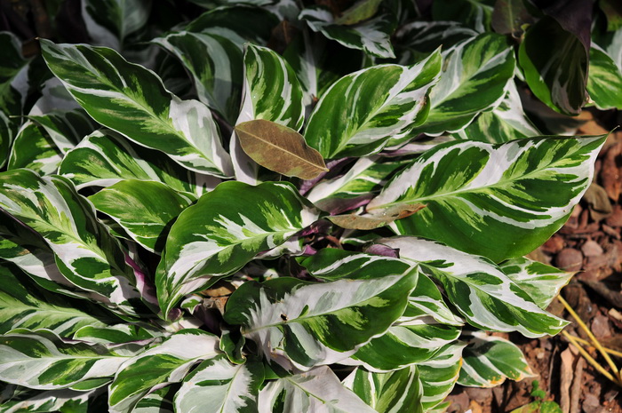 帝王罗氏竹芋Calathea louisae ‘Emperor’ 帝王罗氏竹芋Calathea louisae ‘Emperor’