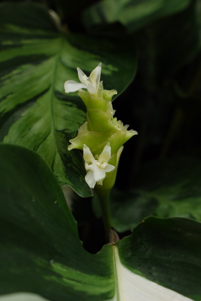 帝王罗氏竹芋Calathea louisae ‘Emperor’