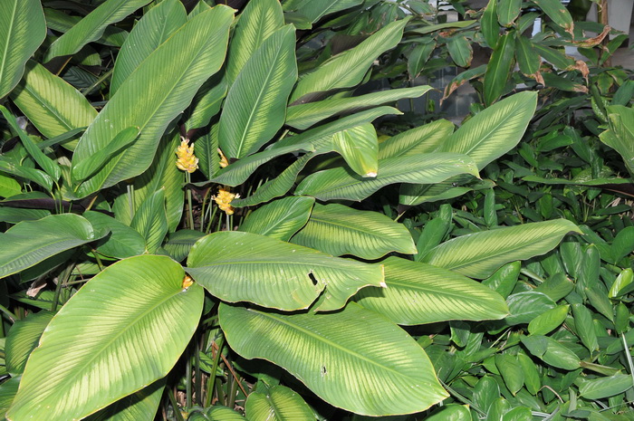 绿羽竹芋Calathea majestica 绿羽竹芋Calathea majestica