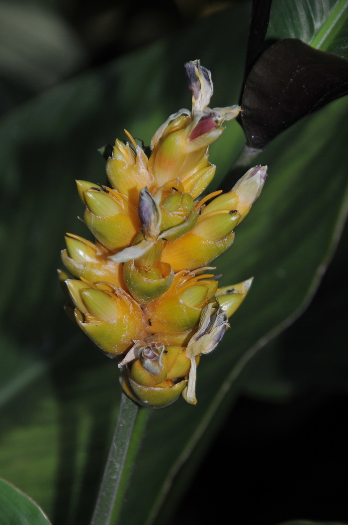 绿羽竹芋Calathea majestica