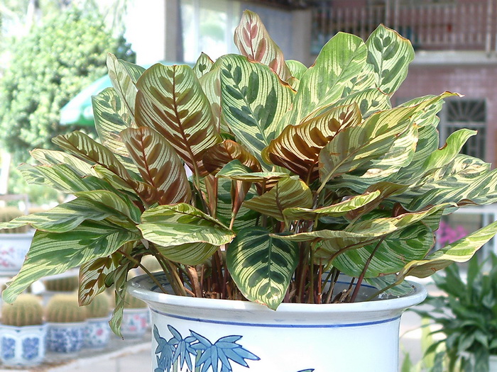 孔雀竹芋Calathea makoyana 孔雀竹芋Calathea makoyana