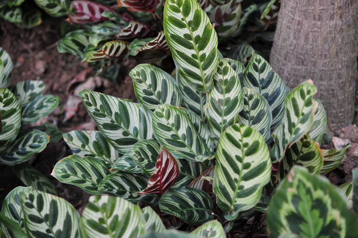 孔雀竹芋Calathea makoyana 孔雀竹芋Calathea makoyana
