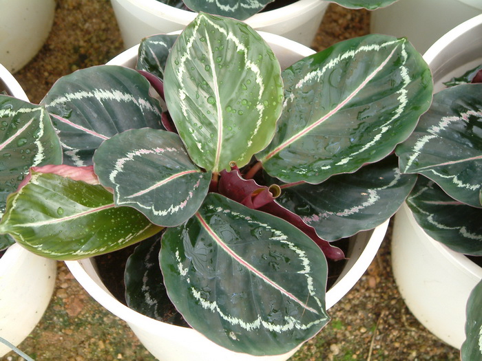 玫瑰竹芋Calathea roseopicta 玫瑰竹芋Calathea roseopicta