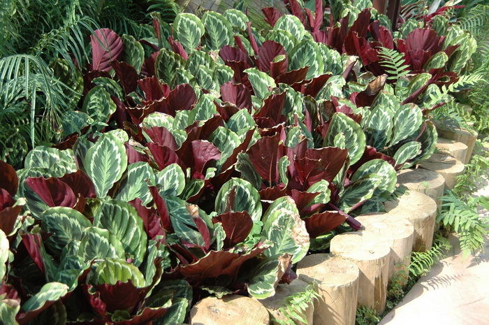 玫瑰竹芋Calathea roseopicta 玫瑰竹芋Calathea roseopicta
