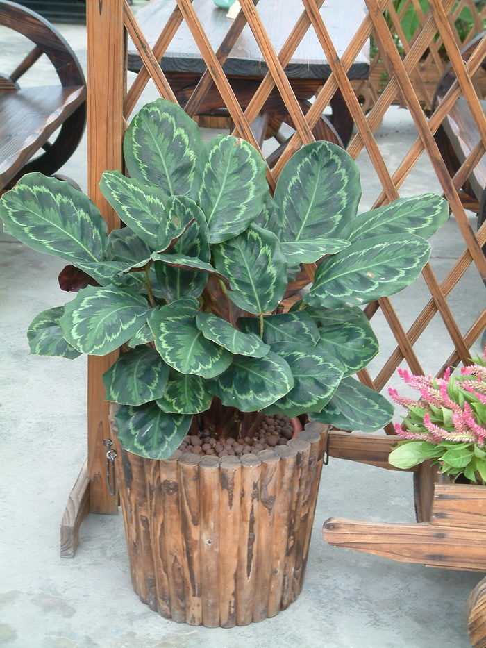 玫瑰竹芋Calathea roseopicta 玫瑰竹芋Calathea roseopicta