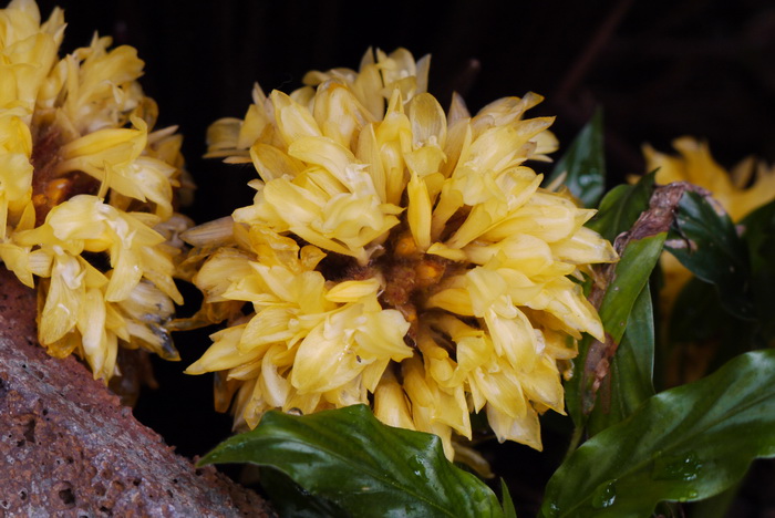 浪心竹芋Calathea rufibarba ‘Wavestar’