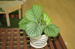 苹果竹芋Calathea orbifolia